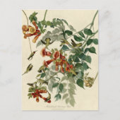 Hummingbird Ruby Throated Audubon Briefkaart (Voorkant)