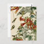 Hummingbird Ruby Throated Audubon Briefkaart (Voorkant / Achterkant)