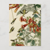 Hummingbird Ruby Throated Audubon Briefkaart (Voorkant)
