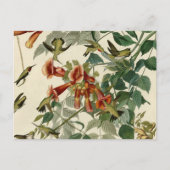 Hummingbird Ruby Throated Audubon Briefkaart (Voorkant)