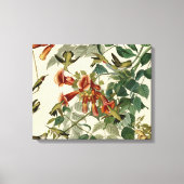 Hummingbird Ruby Throated Audubon Canvas Afdruk (Voorkant)