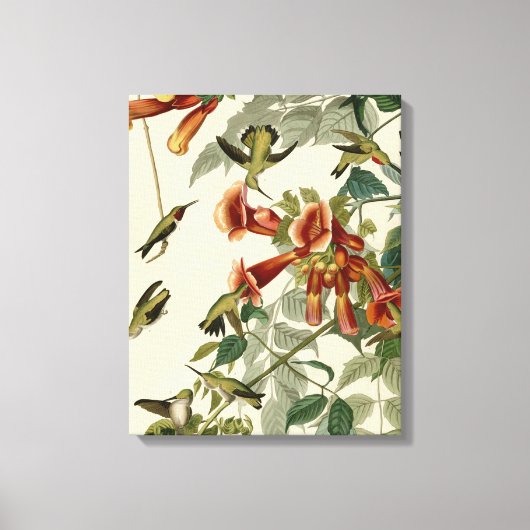 Hummingbird Ruby Throated Audubon Canvas Afdruk (Voorkant)