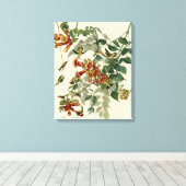 Hummingbird Ruby Throated Audubon Canvas Afdruk (Insitu (Houten vloer))