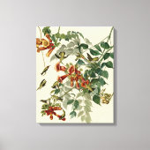 Hummingbird Ruby Throated Audubon Canvas Afdruk (Voorkant)