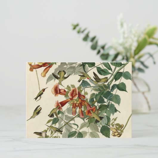 Hummingbird Ruby Throated Audubon Kaart (Staand voorkant)