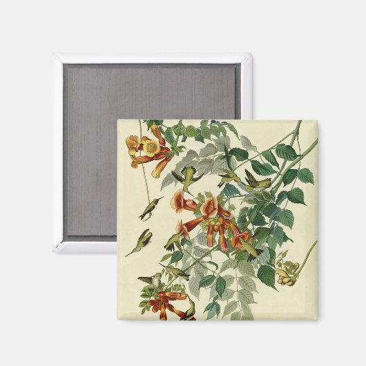 Hummingbird Ruby Throated Audubon Magneet (Voorkant / Achterkant)