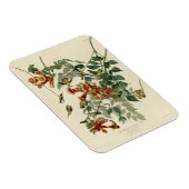 Hummingbird Ruby Throated Audubon Magneet (Rechterzijde)