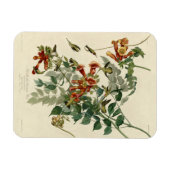 Hummingbird Ruby Throated Audubon Magneet (Horizontaal)