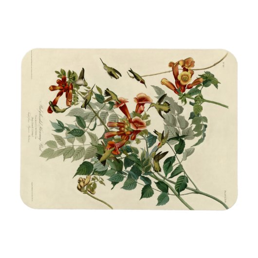 Hummingbird Ruby Throated Audubon Magneet (Horizontaal)