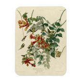 Hummingbird Ruby Throated Audubon Magneet (Verticaal)