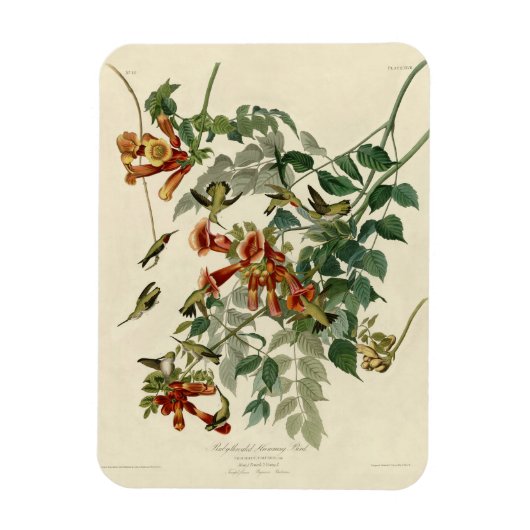 Hummingbird Ruby Throated Audubon Magneet (Verticaal)