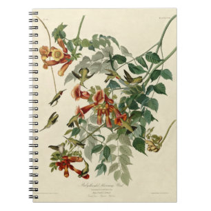 Hummingbird Ruby Throated Audubon Notitieboek
