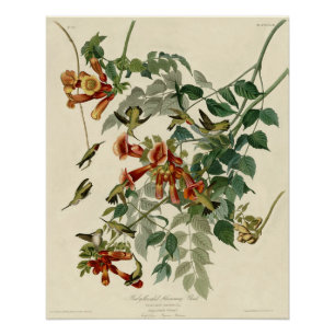 Hummingbird Ruby Throated Audubon Perfect Poster