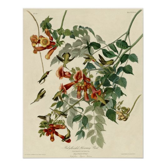Hummingbird Ruby Throated Audubon Perfect Poster (Voorkant)