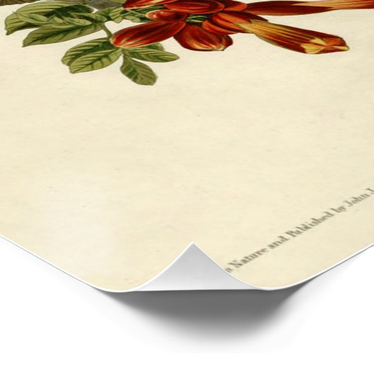 Hummingbird Ruby Throated Audubon Perfect Poster (Hoek)