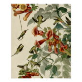 Hummingbird Ruby Throated Audubon Perfect Poster (Voorkant)