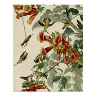 Hummingbird Ruby Throated Audubon Perfect Poster