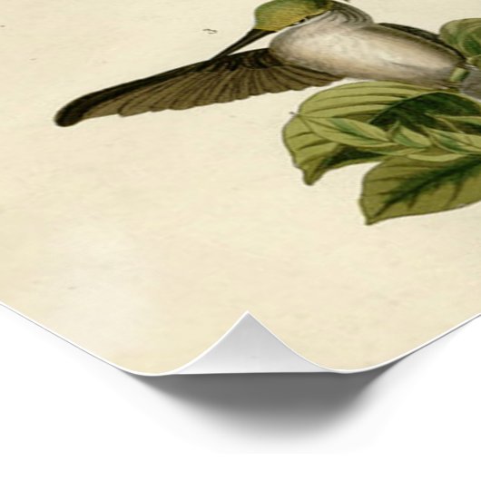 Hummingbird Ruby Throated Audubon Perfect Poster (Hoek)