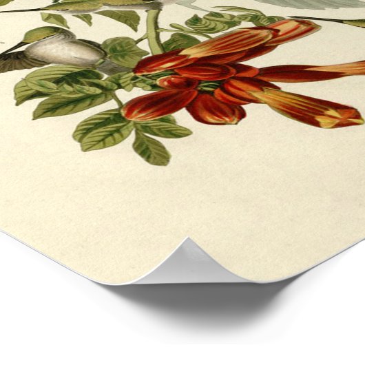Hummingbird Ruby Throated Audubon Poster (Hoek)
