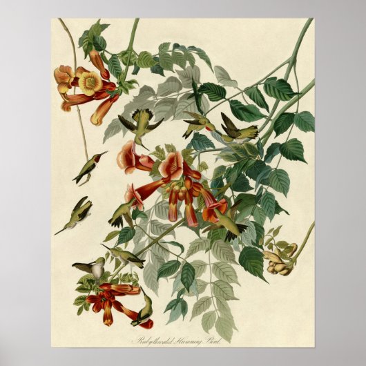 Hummingbird Ruby Throated Audubon Poster (Voorkant)