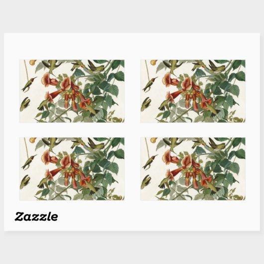 Hummingbird Ruby Throated Audubon Rechthoekige Sticker (Vel)