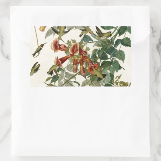 Hummingbird Ruby Throated Audubon Rechthoekige Sticker (Tas)