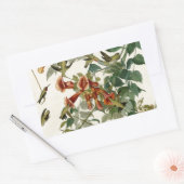 Hummingbird Ruby Throated Audubon Rechthoekige Sticker (Envelop)
