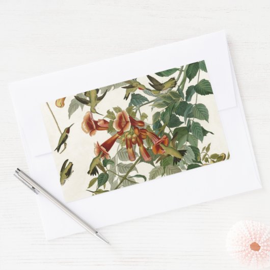 Hummingbird Ruby Throated Audubon Rechthoekige Sticker (Envelop)