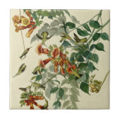 Hummingbird Ruby Throated Audubon Tegeltje (Voorkant)
