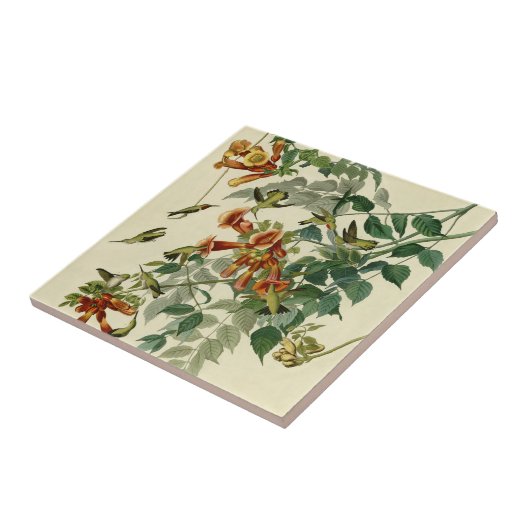 Hummingbird Ruby Throated Audubon Tegeltje (Zijkant)