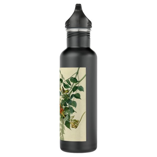 Hummingbird Ruby Throated Audubon Waterfles (Rechts)