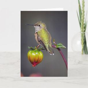 Hummingbird rust op bloemenbak kaart