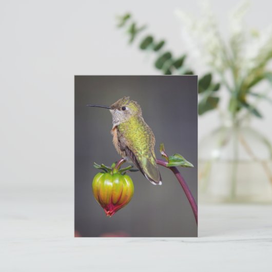 Hummingbird rust op een bloemknopje briefkaart (Staand voorkant)