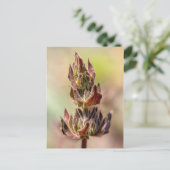 Hummingbird Sage Briefkaart (Staand voorkant)