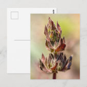 Hummingbird Sage Briefkaart (Voorkant / Achterkant)