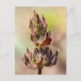 Hummingbird Sage Briefkaart