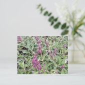 Hummingbird Sage Briefkaart (Staand voorkant)