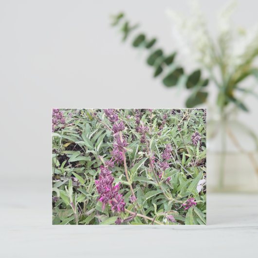 Hummingbird Sage Briefkaart (Staand voorkant)