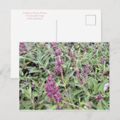 Hummingbird Sage Briefkaart (Voorkant / Achterkant)
