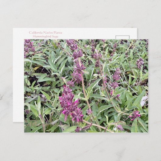 Hummingbird Sage Briefkaart (Voorkant / Achterkant)