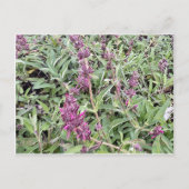 Hummingbird Sage Briefkaart (Voorkant)