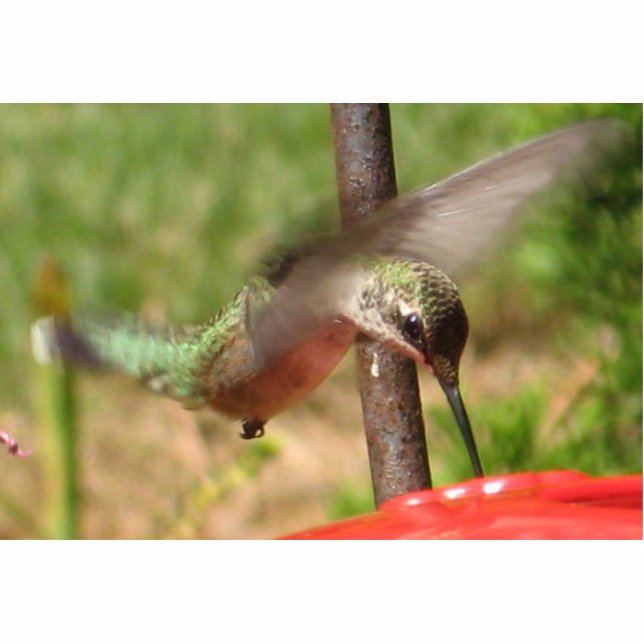 Hummingbird Sculpture Staand Fotobeeldje (Voorkant)