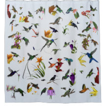 Hummingbird Shower (blauw)