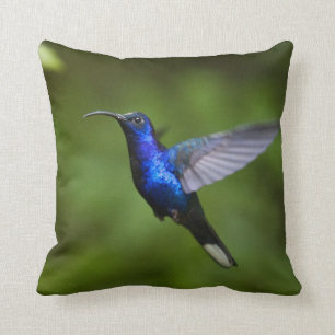HUMMINGBIRD SIERKUSSEN