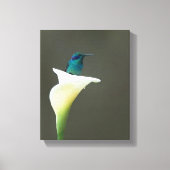 Hummingbird Sitting in Calla Lilly Canvas Afdruk (Voorkant)