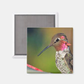 Hummingbird Sluiten Magnet (Voorkant / Achterkant)
