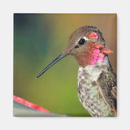 Hummingbird Sluiten Magnet