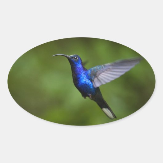 HUMMINGBIRD STICKER (Voorkant)