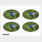 HUMMINGBIRD STICKER (Vel)