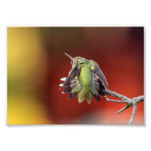 Hummingbird Stretch Photo Print Foto Afdruk